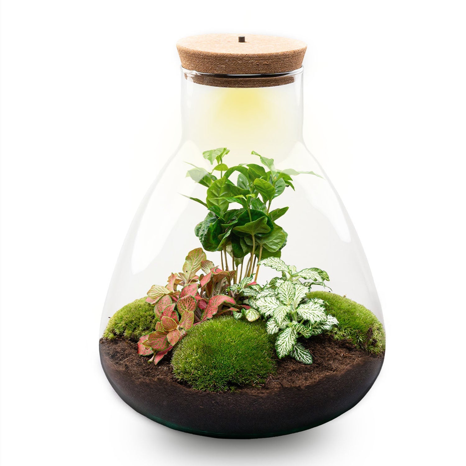 Terrarium DIY Kit Sam with Light 30 cm Glass Bottle Garden with Coffea Plant - Afanaya